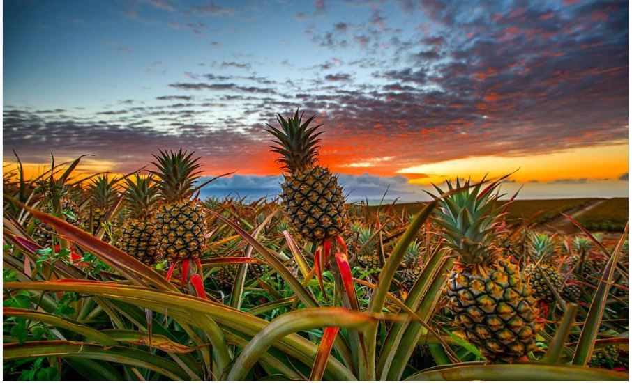 Maui Gold Pineapple